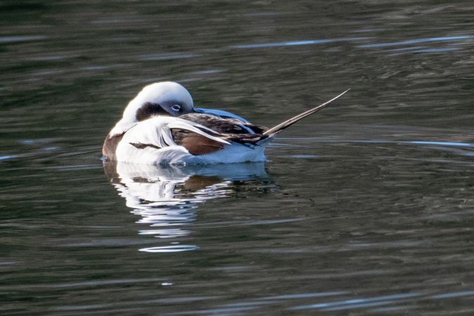 Long-tailed Duck  - Daniela Heldner